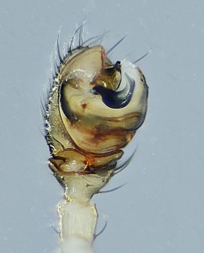 Monocephalus fuscipes